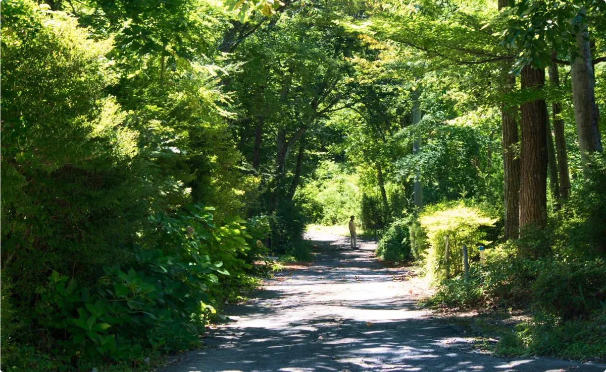 那須高原の夏の写真を見る